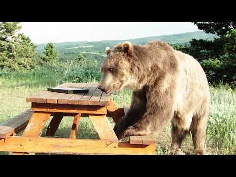 Lenovo presents: Bear vs Box - Facebook Live