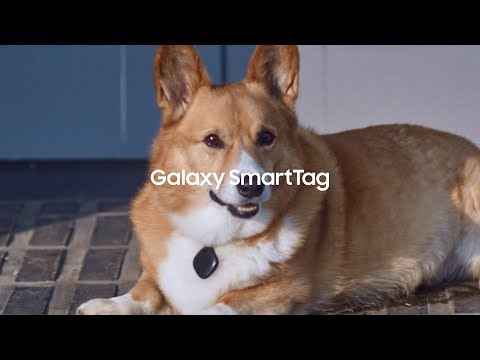 Galaxy SmartTag: Keeping tabs on your furry friend | Samsung